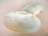 giant pearl mussel shelf half